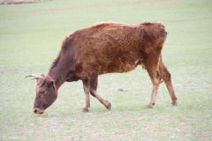 Mongolia - Gorkhi Terelj