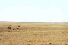 Mongolia - On the train