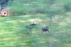 Nordland - Bodø - Leaving Kjerringøy - Running elks