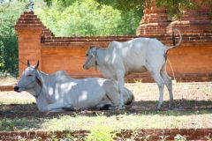 Myanmar - Bagan - Mahabodhi Paya