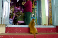 Myanmar - Mount Popa (Taung Kalat)