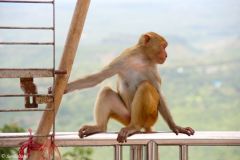 Myanmar - Mount Popa (Taung Kalat)