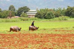 Myanmar - Kalaw-Shwenyaung Train - Heho