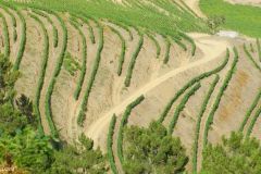 Portugal - Douro region