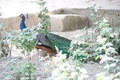 Uzbekistan - Bukhara - Emir's Summer Palace