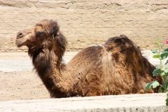 Uzbekistan - Khiva - Itchan Kala