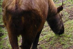 Bhutan - Thimphu - Motithang Takin Preserve