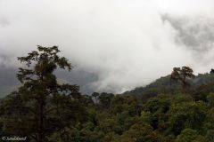 Bhutan - Punakha Valley - Nubding