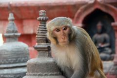 Nepal - Kathmandu - Swayambhunath Temple