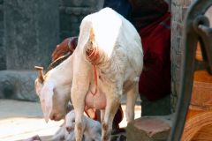 Nepal - Kathmandu Valley - Bhaktapur - Dattatreya Temple