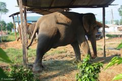 Nepal - Chitwan