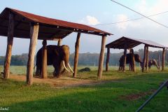 Nepal - Chitwan - Elephant Plate Farm