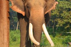 Nepal - Chitwan - Elephant Plate Farm