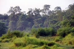 Nepal - Chitwan
