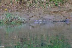 Nepal - Chitwan