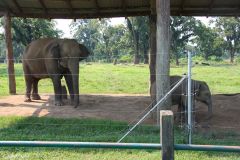 Nepal - Chitwan - Elephant Breeding Center