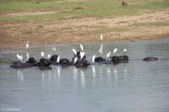 Nepal - Chitwan