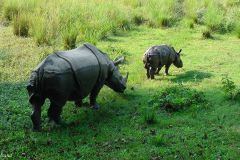 Nepal - Chitwan