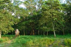 Nepal - Chitwan
