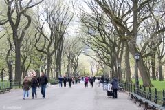 USA - New York - Central Park - The Mall