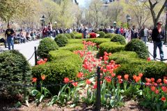 USA - New York - Washington Square