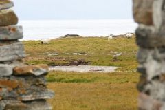 Nordland - Røst - Stone church