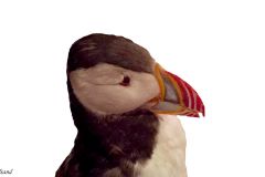 Nordland - Røst - Puffin