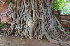 Thailand - Ayutthaya - Wat Mahathat
