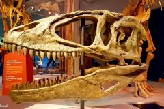 Canada - Ottawa - Museum of Nature