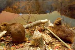 Canada - Ottawa - Museum of Nature
