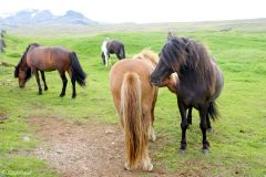 Iceland - Snæfellsnes - Ingjaldshólskirkja