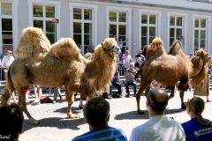 Belgium - Bruges - Procession of the Holy Blood