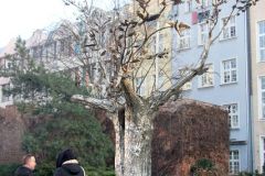 Poland - Gdansk - The Millenium Tree