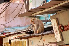 India - New Delhi