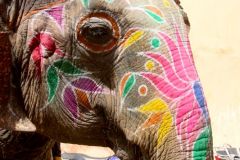 India - Jaipur - Amer Fort