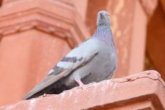 India - Agra - Fatehpur Sikri