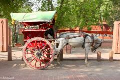 India - Agra - Taj Mahal - Horse carriage for an easier way to the entrance from the car park