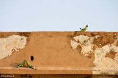 India - Agra - Agra Fort