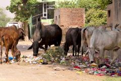 India - Mathura