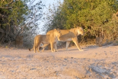 2018 Botswana