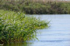 Botswana - Okavango Delta
