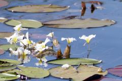 Botswana - Okavango Delta