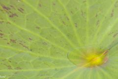 Botswana - Okavango Delta