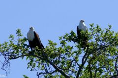 Botswana - Okavango Delta - Bird: African fish eagle