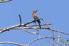 Botswana - Okavango Delta - Bird: White-fronted Bee-eater