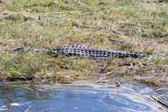 Botswana - Okavango Delta - Animal: Crocodile