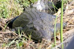 Botswana - Okavango Delta - Animal: Crocodile