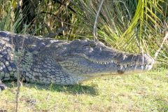 Botswana - Okavango Delta - Animal: Crocodile