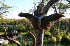 Botswana - Okavango Delta - Pepere Island