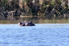 Botswana - Okavango Delta - Animal: Hippo